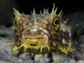   Web Burrfish nigth dive Bonaire. Bonaire  